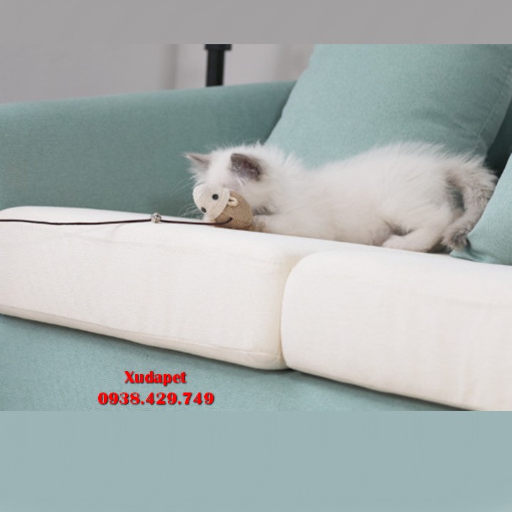 Cây Cần Câu Mèo