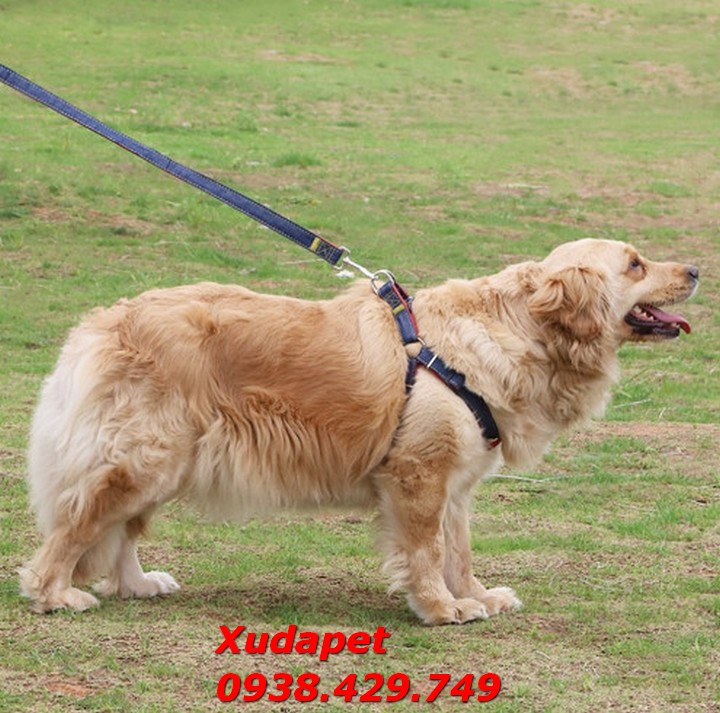 Dây Dắt Chó Bằng Jean Dù