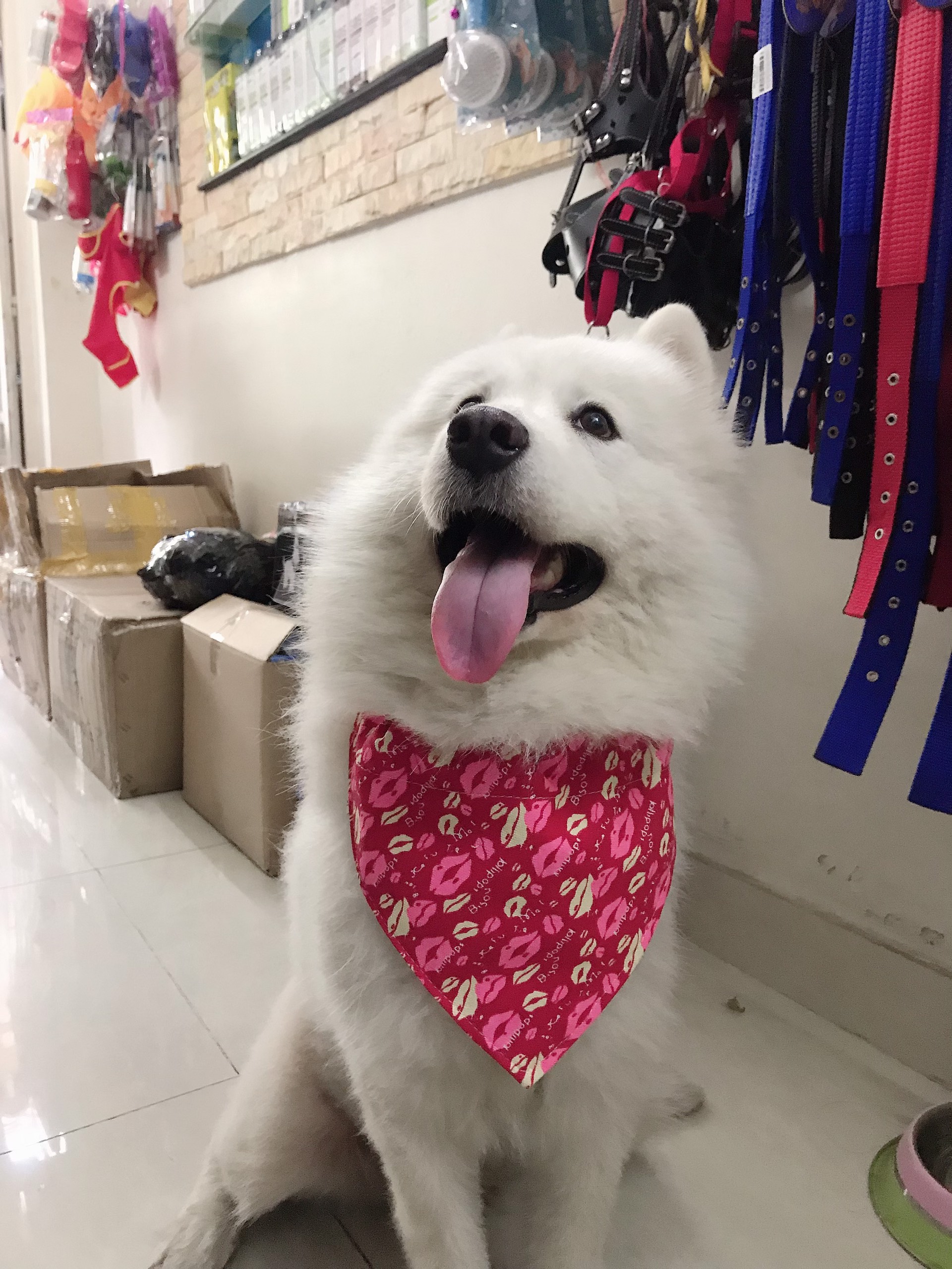 vòng cổ cho chó xudapet