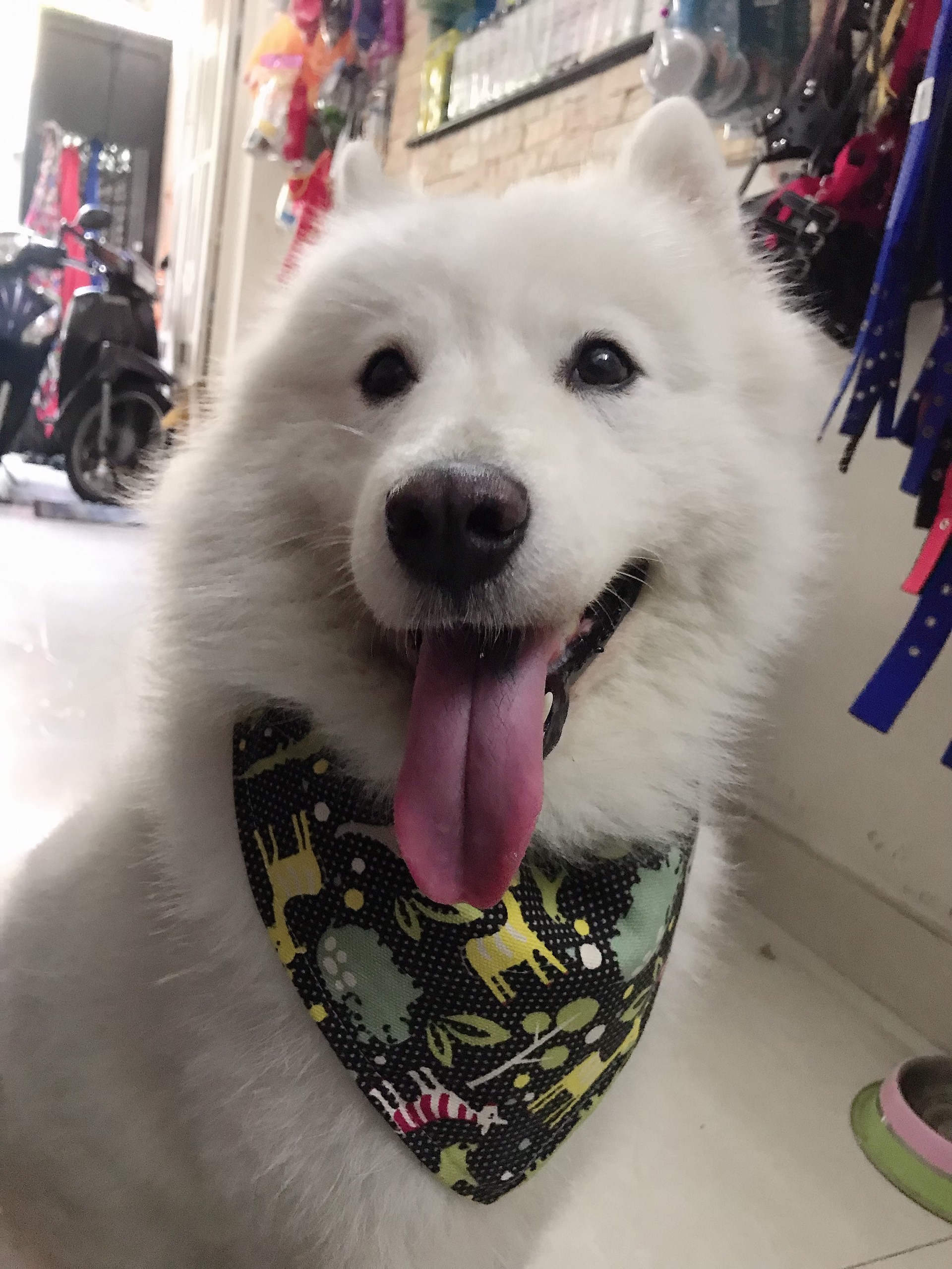 vòng cổ cho chó xudapet