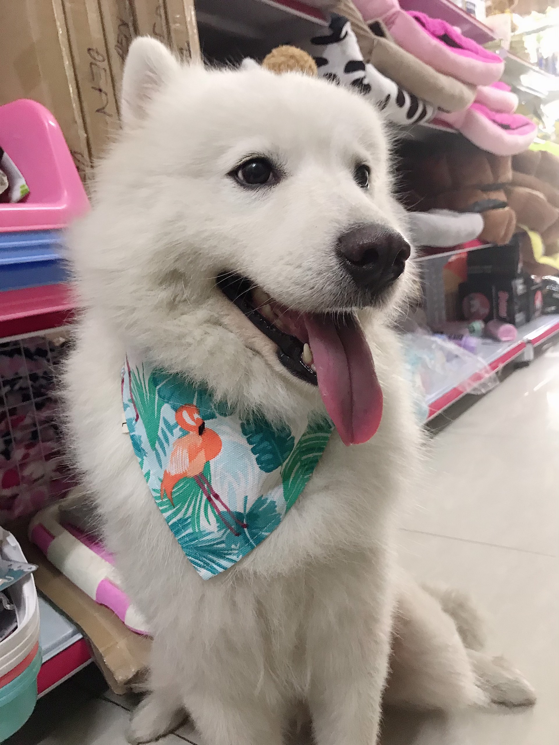 vòng cổ cho chó xudapet