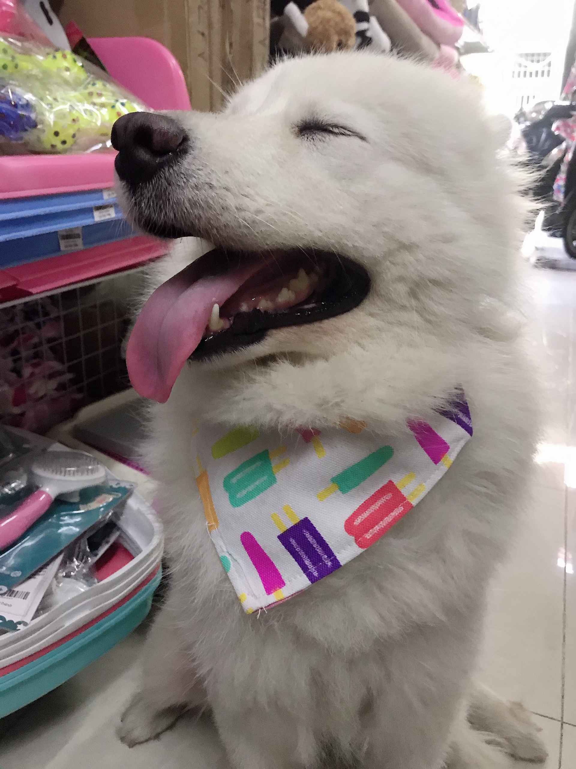 vòng cổ cho chó xudapet