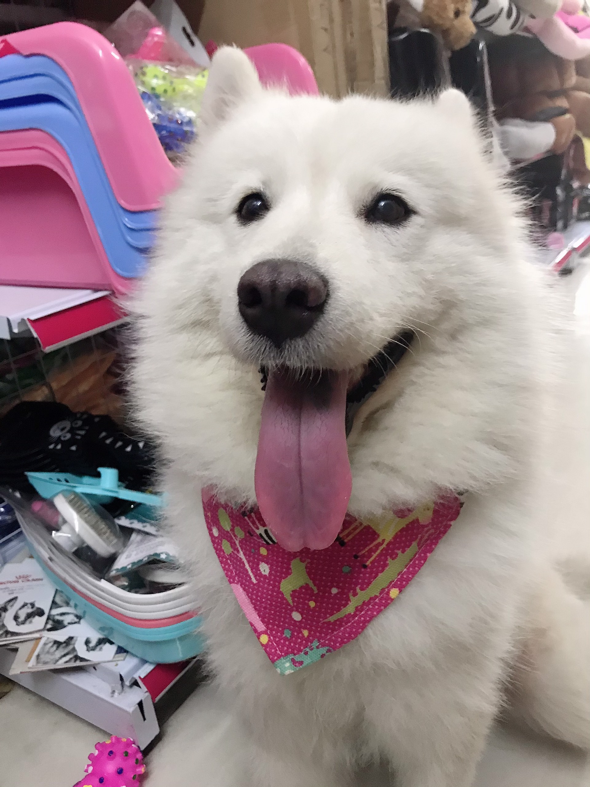 vòng cổ cho chó xudapet