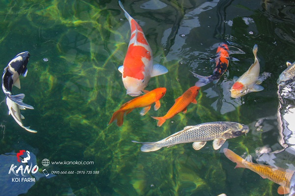 Cá chép Koi thích nước mặn