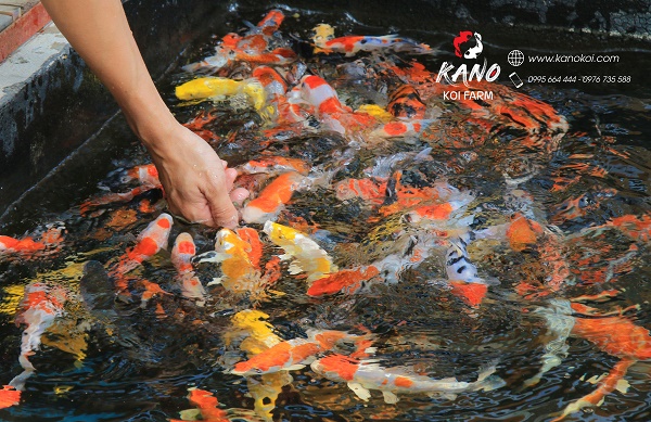 Nguồn gốc của Cá chép Koi Nhật Bản thực chất bắt nguồn từ… Trung Quốc.