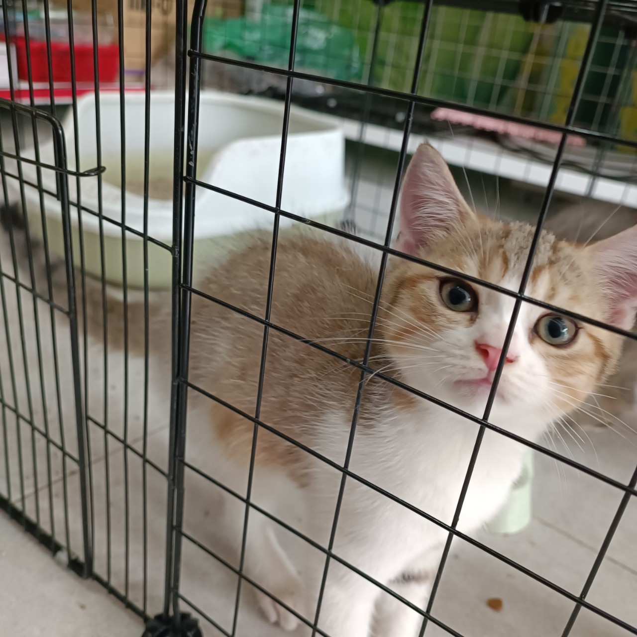 Mèo con cần được chăm sóc đặc biệt