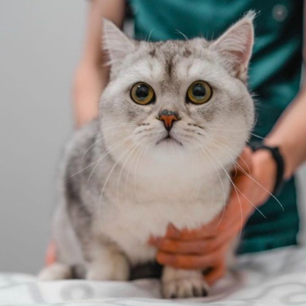 tiêm phòng cho mèo