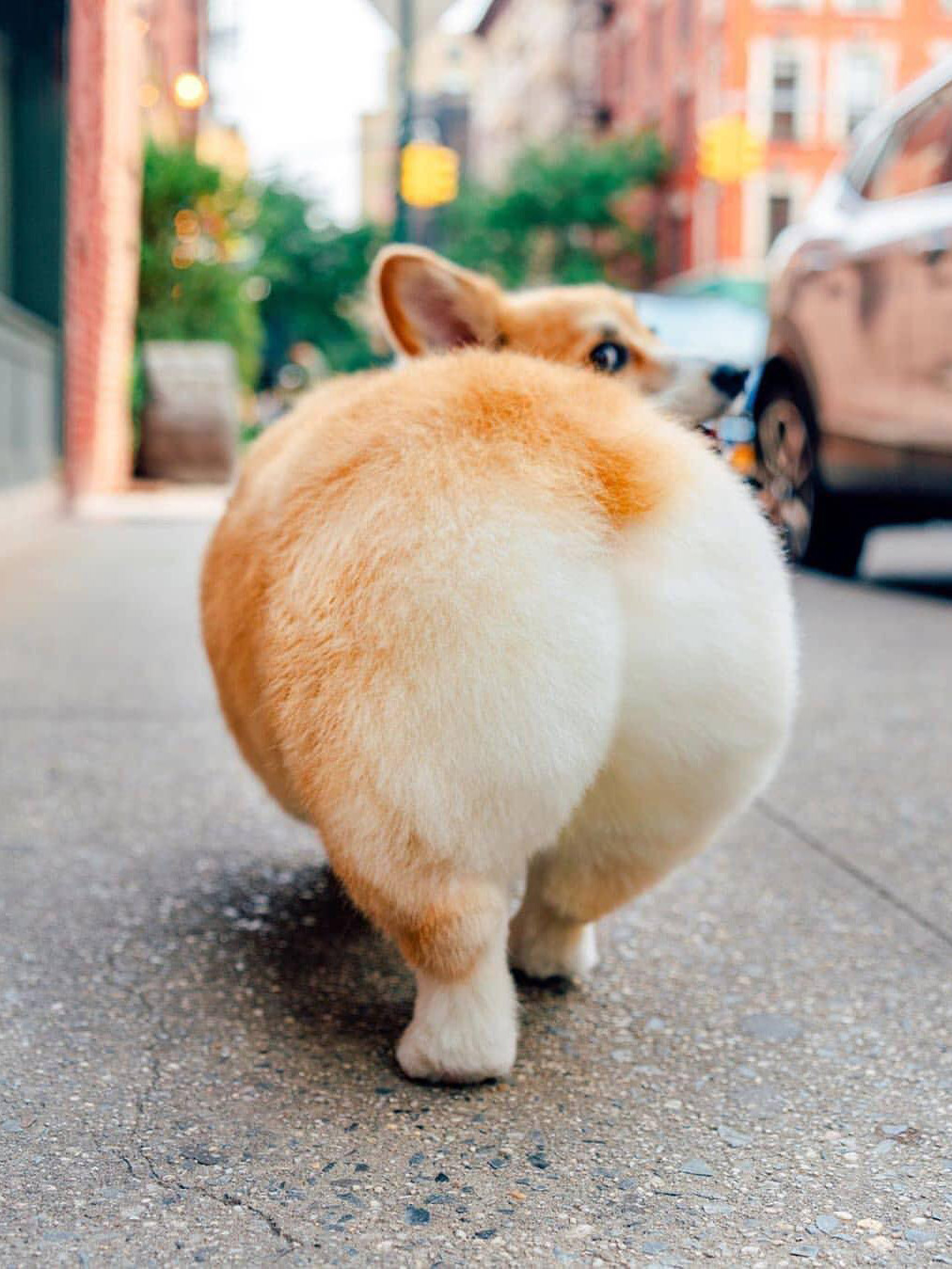 Spa2 cắt tỉa dòng chó phốc sóc Pomeranian