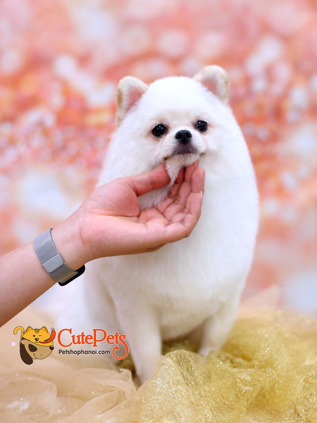 Spa2 cắt tỉa dòng chó phốc sóc Pomeranian