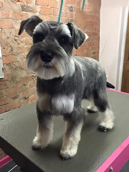 Spa2 cắt tỉa dòng chó ông già Schnauzer