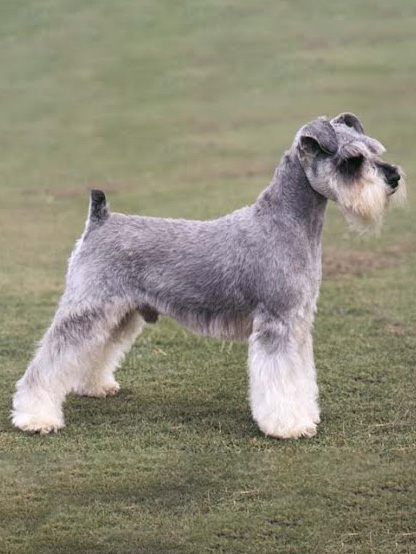 Spa2 cắt tỉa dòng chó ông già Schnauzer