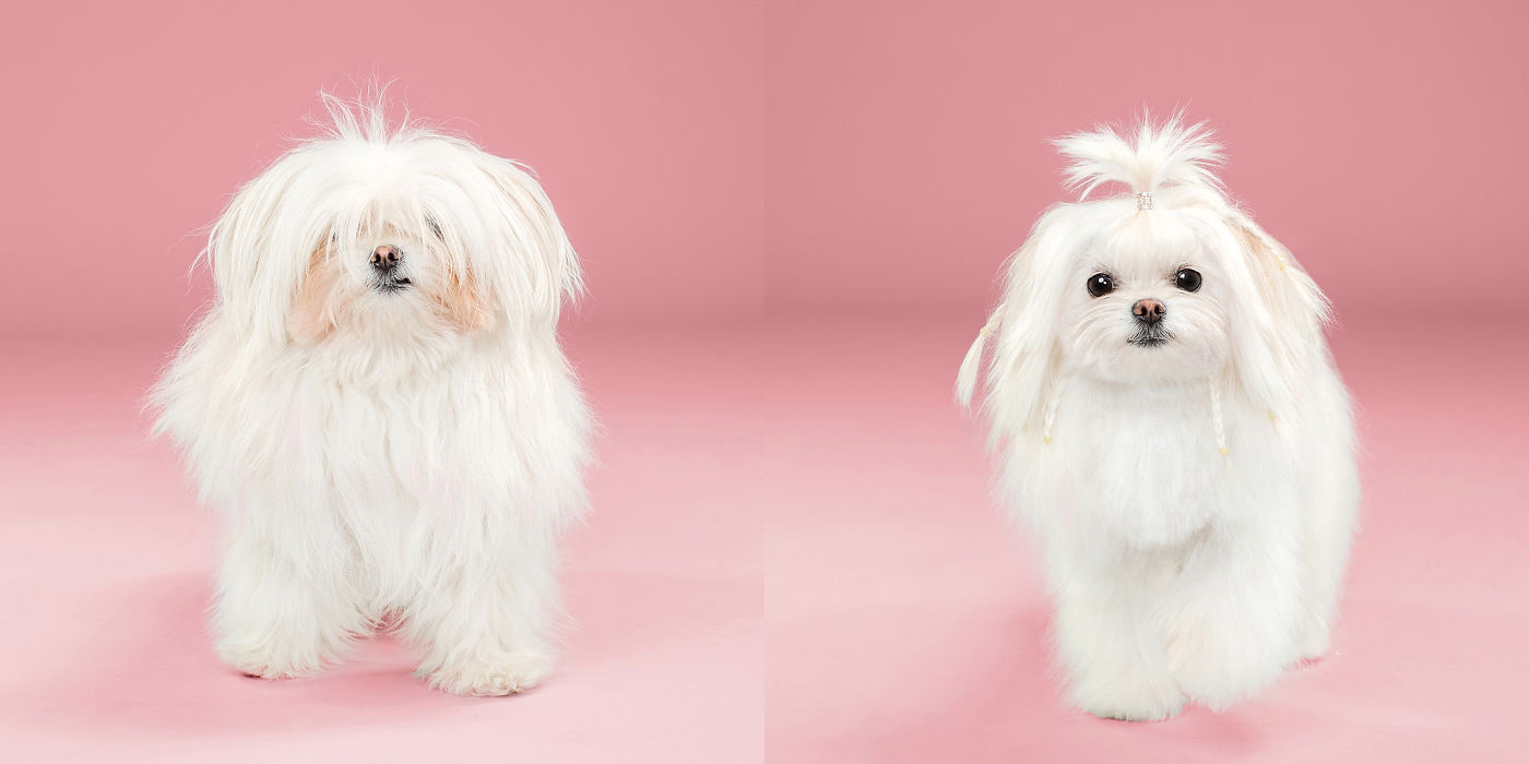 Spa2 cắt tỉa dòng chó lông dài Maltese