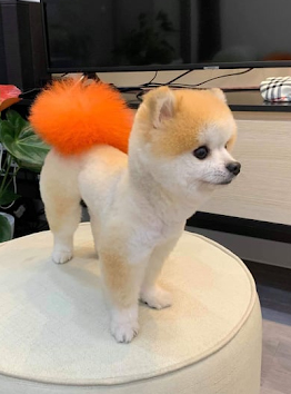 Spa2 cắt tỉa dòng chó phốc sóc Pomeranian