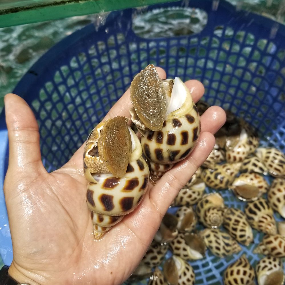 ốc hương cồ