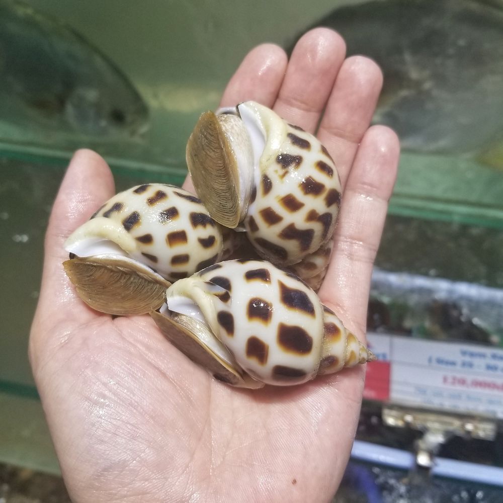 ốc hương lớn