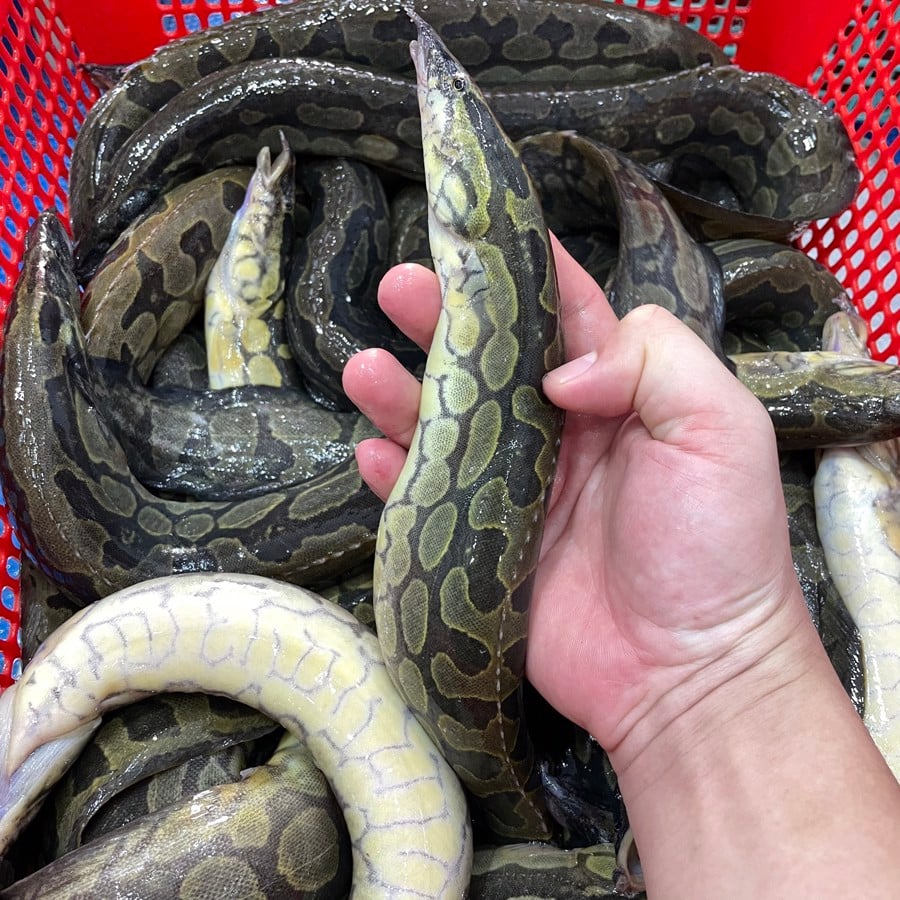 Cá chạch lấu