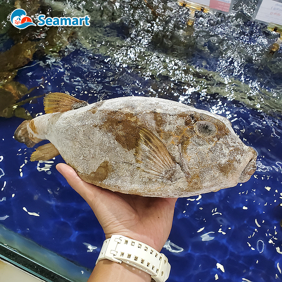 Cá bò hòm có giá trị dinh dưỡng cao hơn gà - 24h Seamart