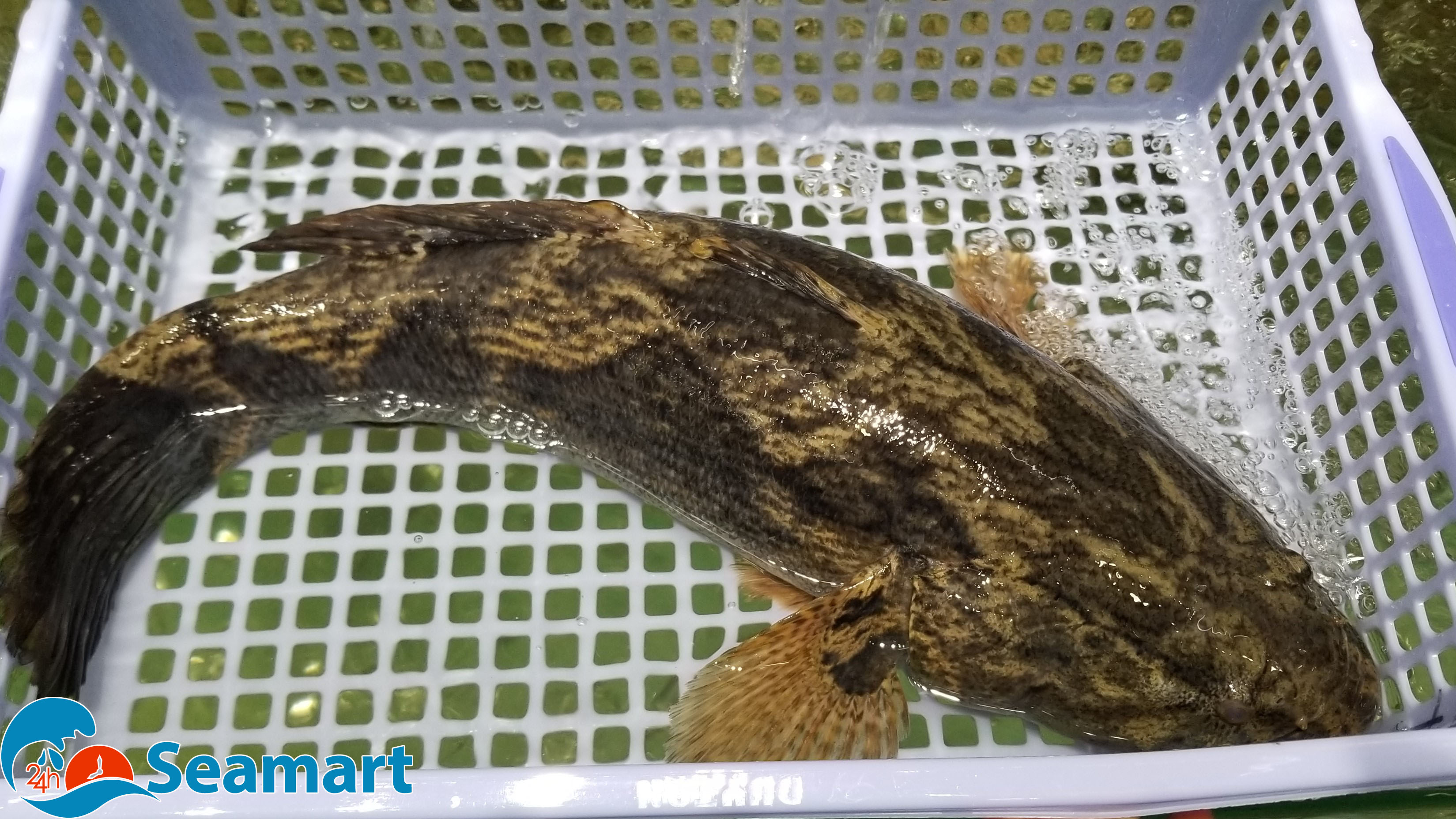 Cá bống tượng sống