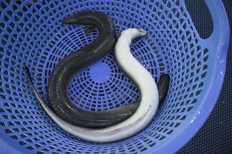 cá chình suối đen