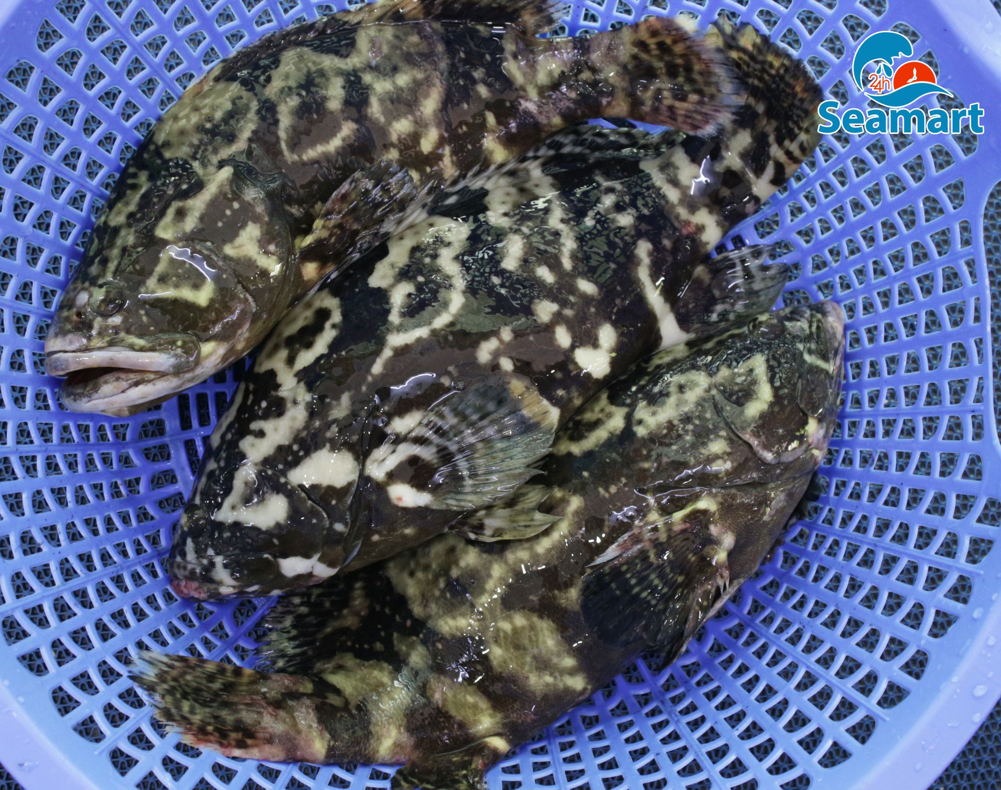 Cá mú tươi sống