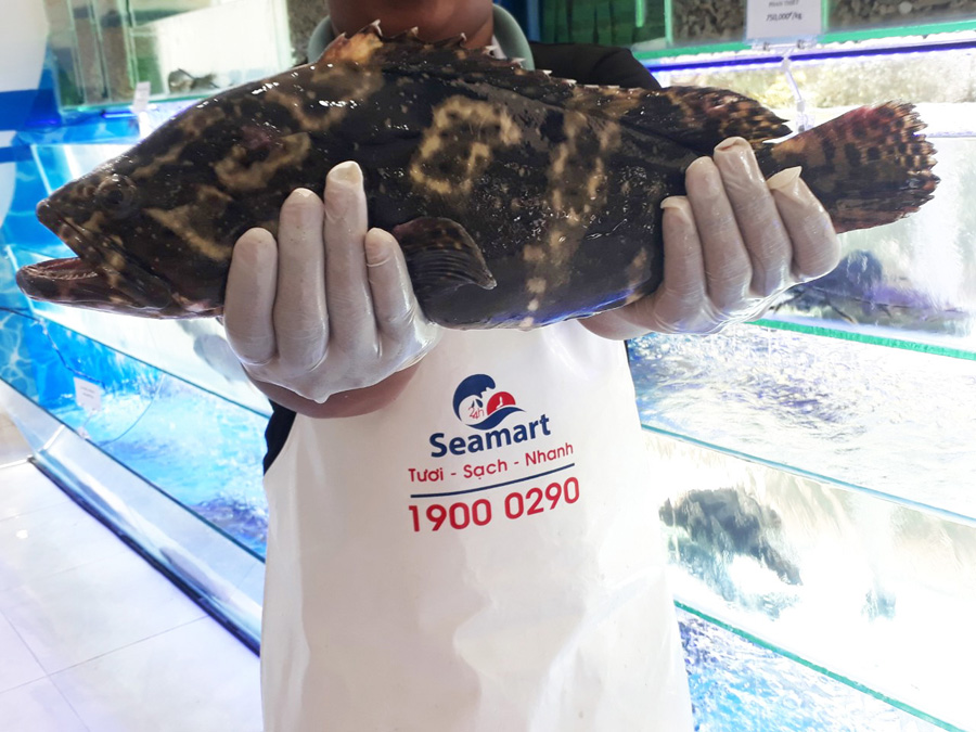 cá mú khỏe, chọn lọc kỹ càng