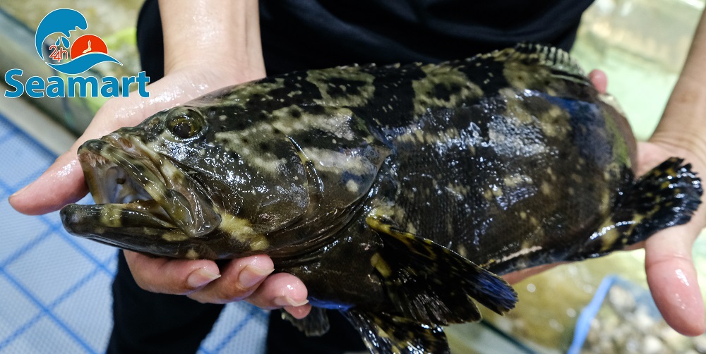 cá mú đen, cá mú trân châu