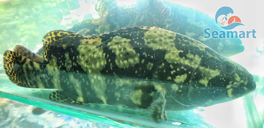 cá mú sống 24h seamart
