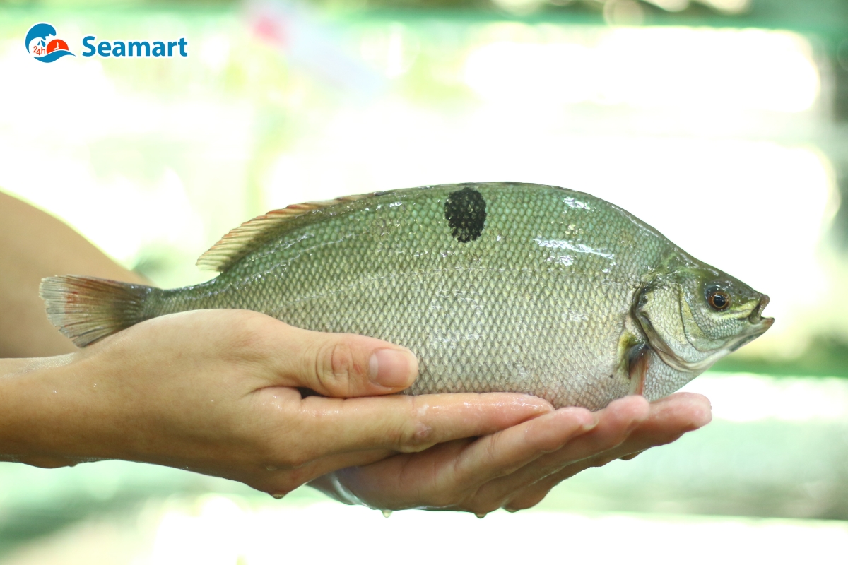 Cá mú Úc hay còn gọi là cá ngọc đế