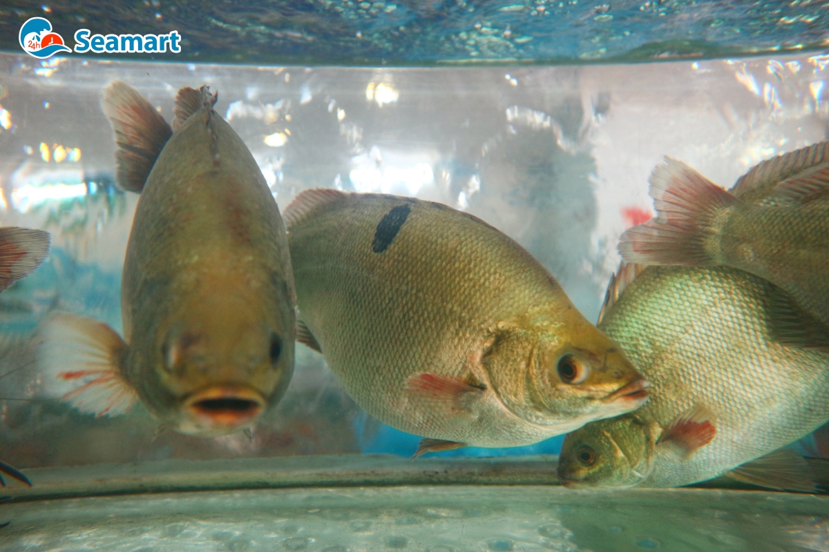 Cá mú Úc bơi trong hồ