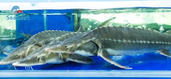 cá tầm sống trong hồ oxy