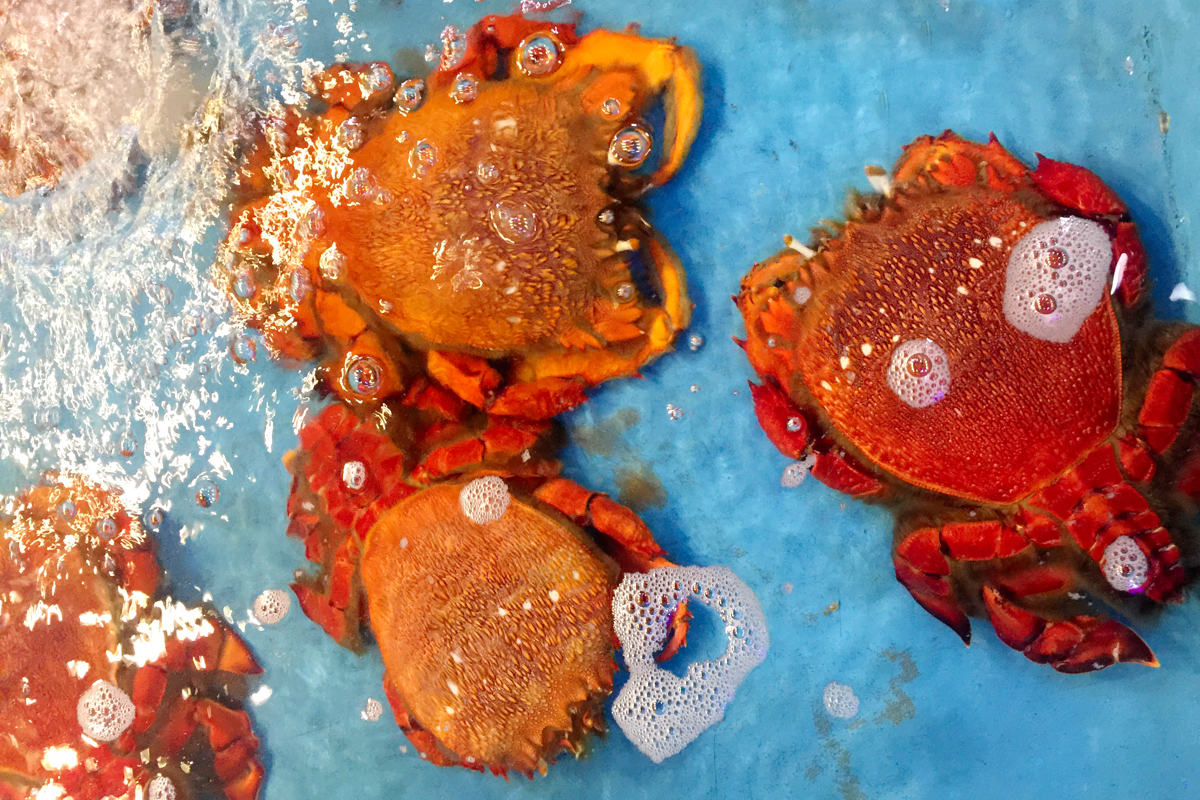 Cua huỳnh đế đang bơi