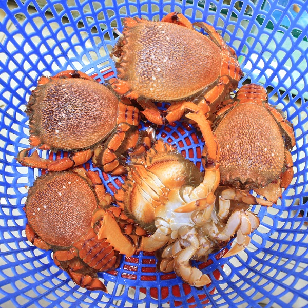 Nên ăn cua huỳnh đế sống