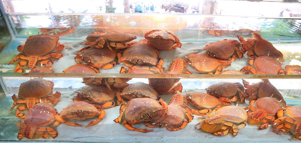 Cua huỳnh đế tại hồ