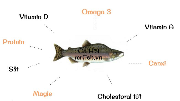 dinh dưỡng từ cá hồi