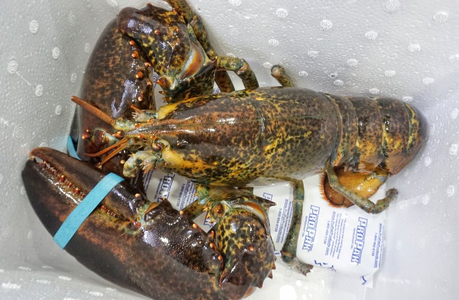 Bảng giá tôm hùm Alaska mới nhất hôm nay