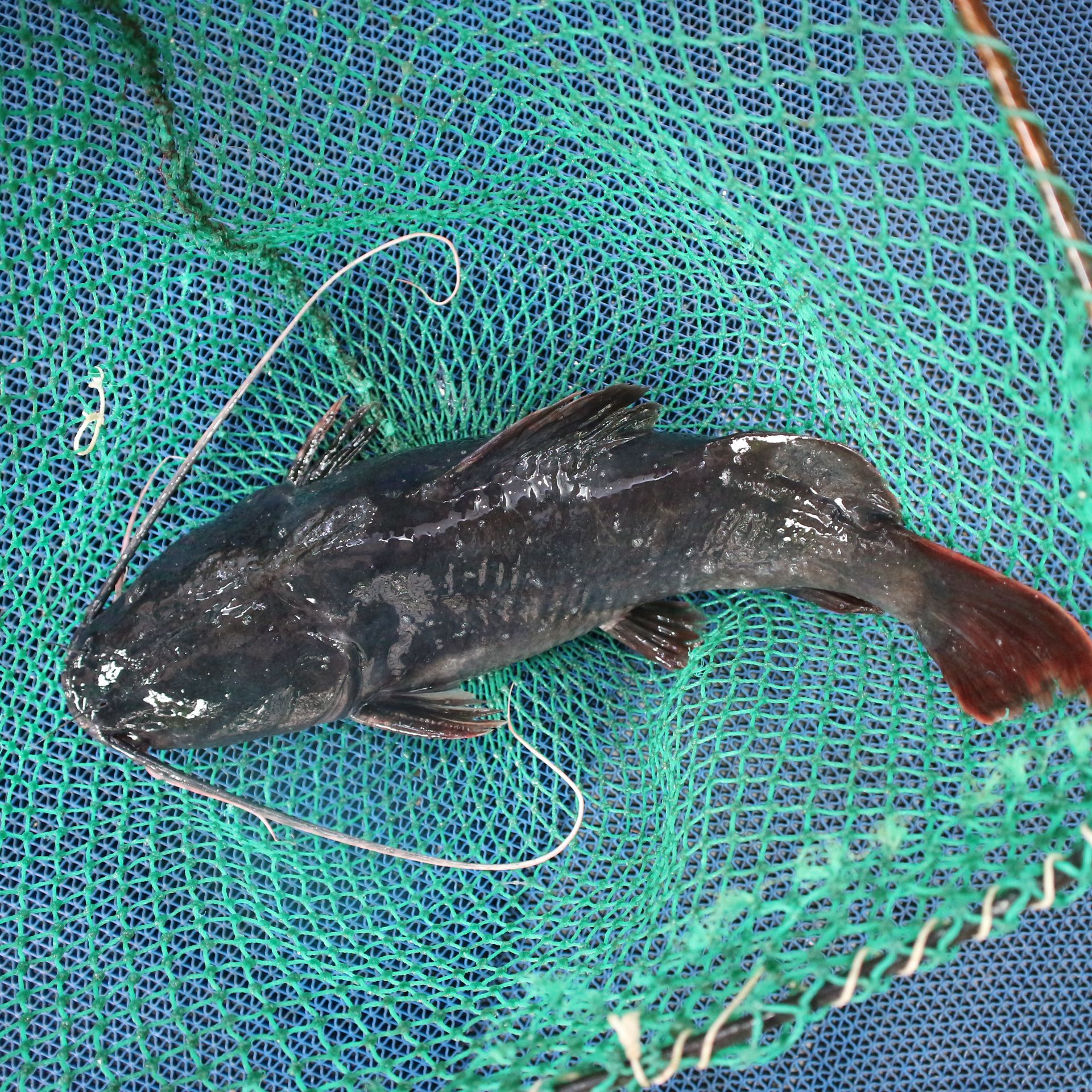 Cá lăng đuôi đỏ