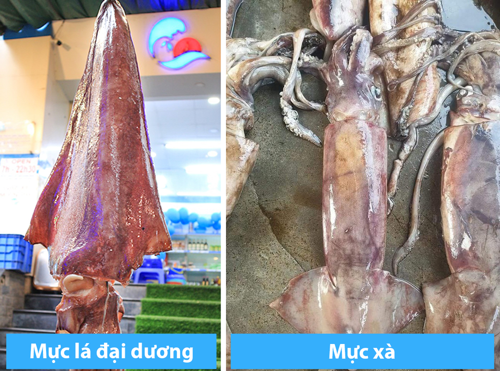 Mực lá (trái) và Mực xà (phải)