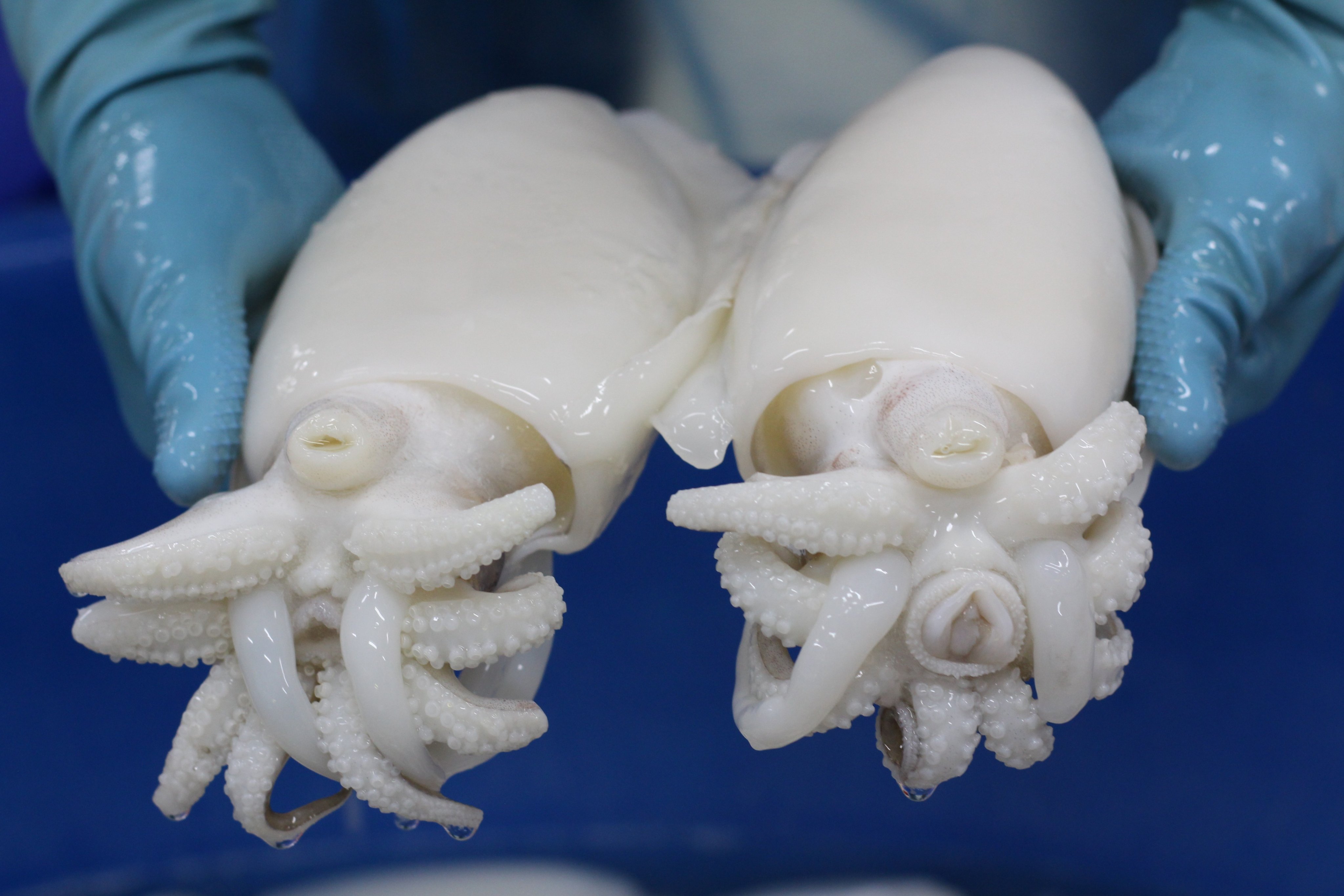 Nguồn gốc mực nang size lớn 24h Seamart