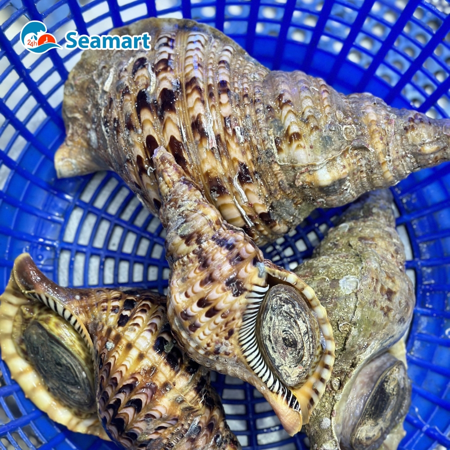 Ốc tươi sống về hàng mới