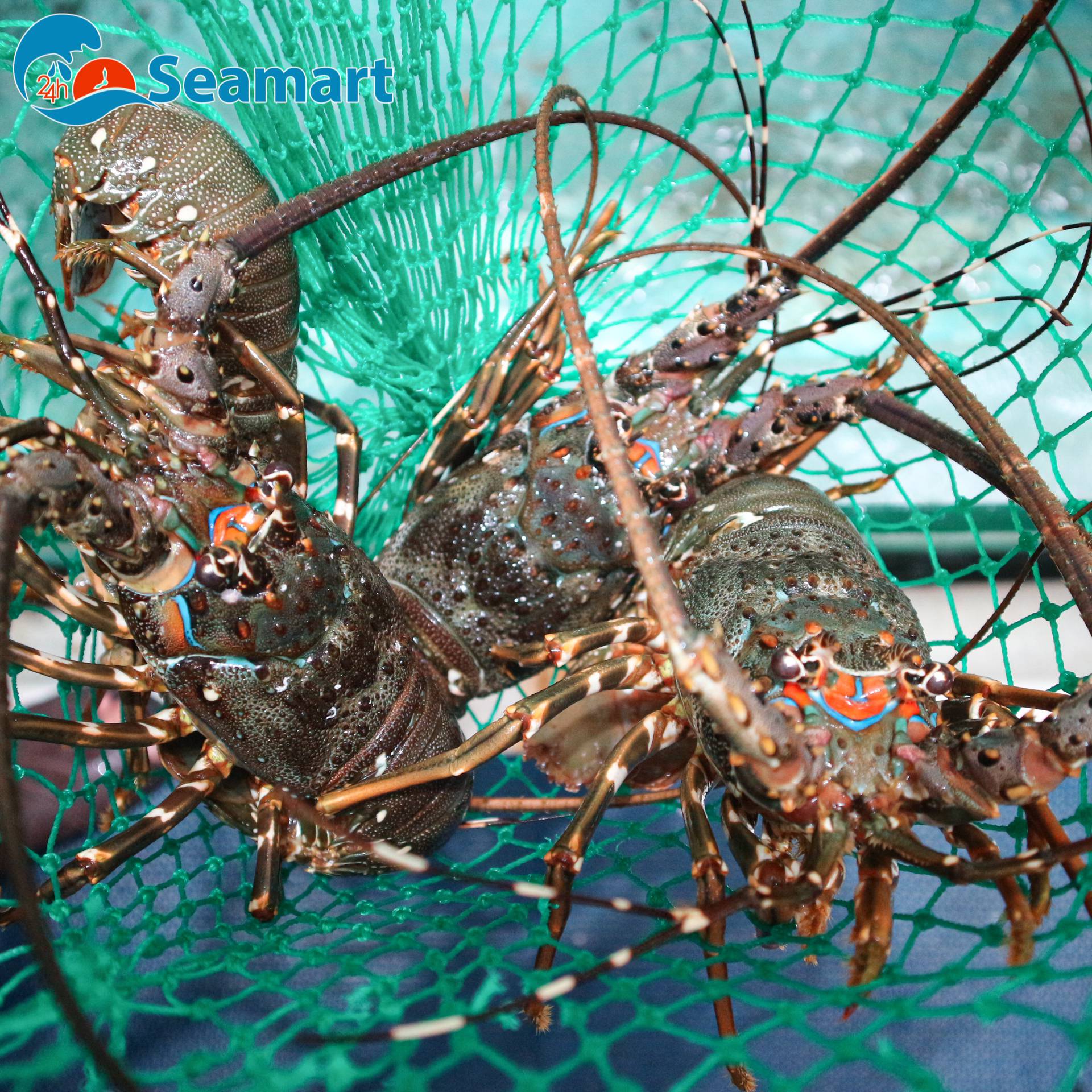 Nên chọn tôm tươi sống