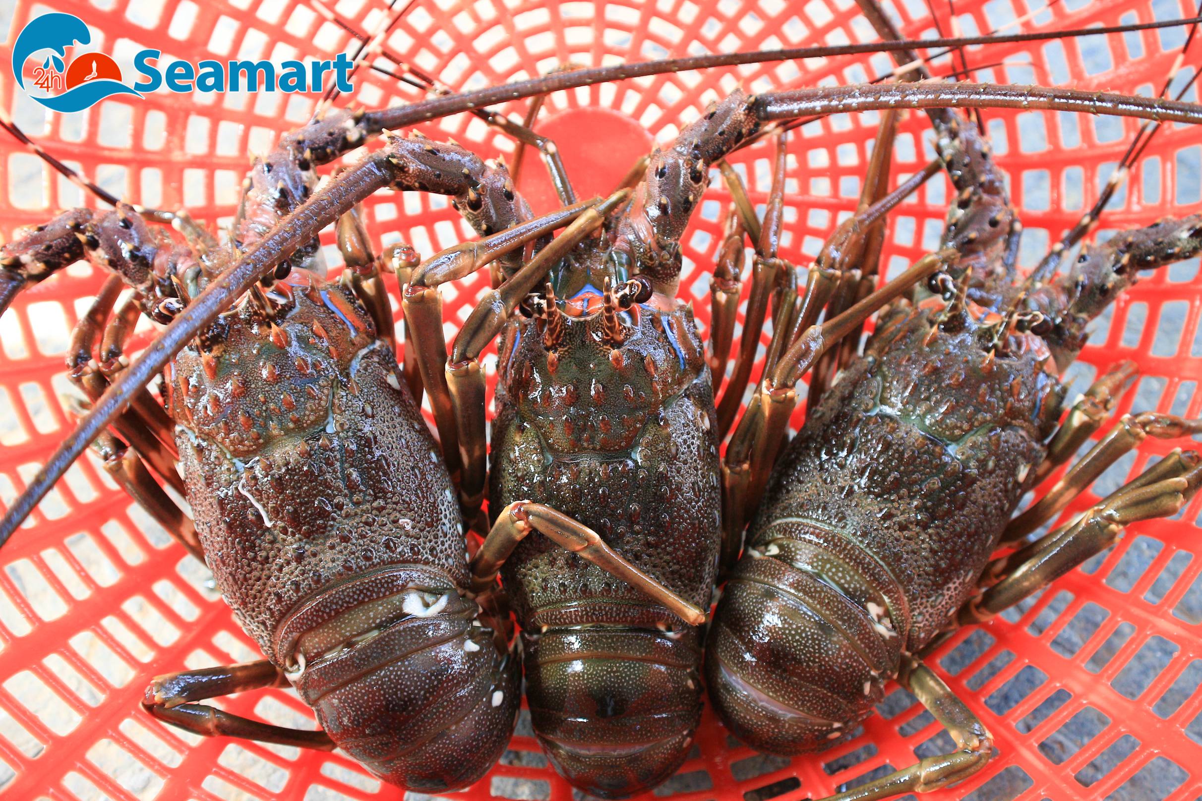 Tôm hùm xanh tươi sống