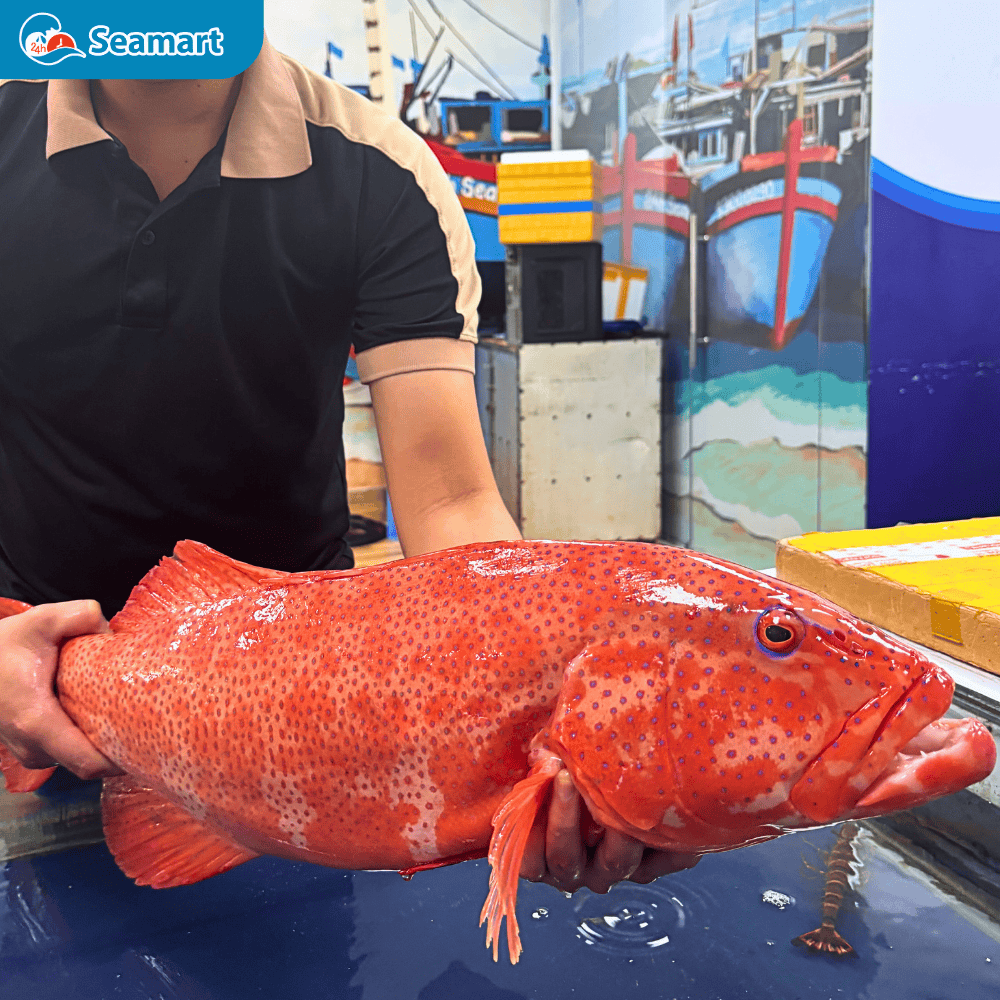 Cá mú sao đỏ sống trên hình 4,66kg/con