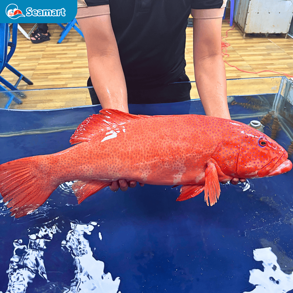Cá mú sao đỏ sống trên hình 4,66kg/con
