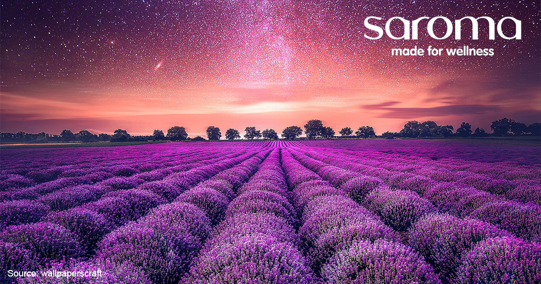 LAVENDER, SỰ BÍ ẨN TRONG HƯƠNG SẮC TÍM LAVENDER, SỰ BÍ ẨN TRONG HƯƠNG SẮC TÍM