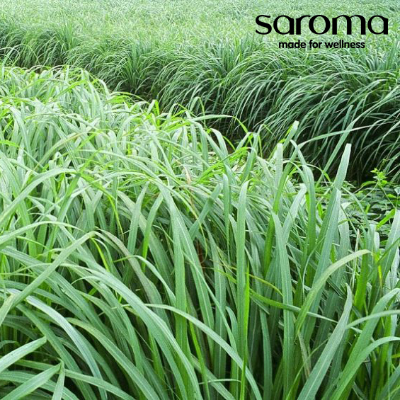BỘ SƯU TẬP TINH DẦU SẢ - TIẾNG GỌI CỦA TẤM KHIÊN BẢO VỆ BỘ SƯU TẬP TINH DẦU SẢ - TIẾNG GỌI CỦA TẤM KHIÊN BẢO VỆ