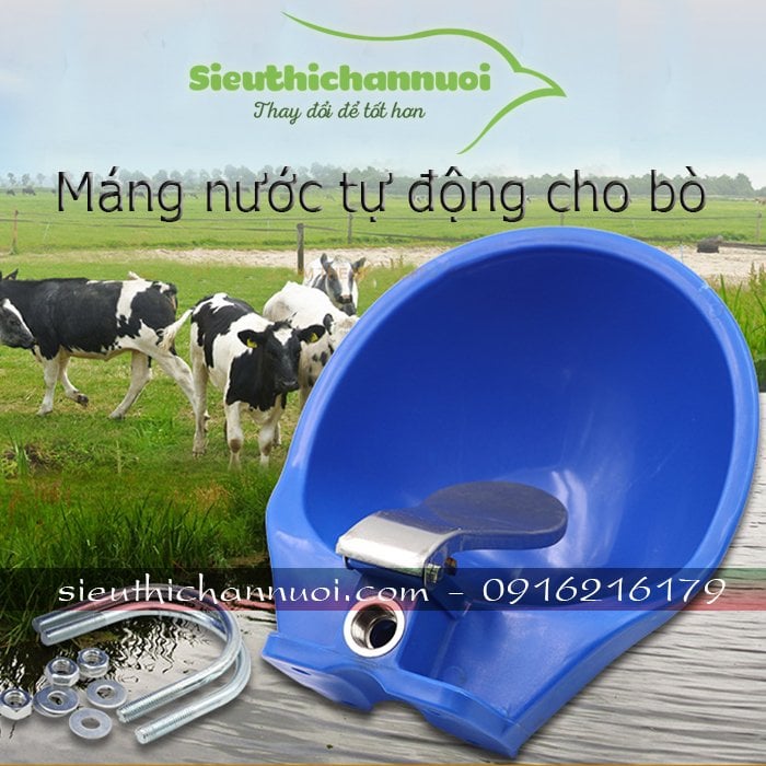 LÀM SAO ĐỂ NHỮNG CON BÒ CỦA BẠN UỐNG NHIỀU NƯỚC HƠN