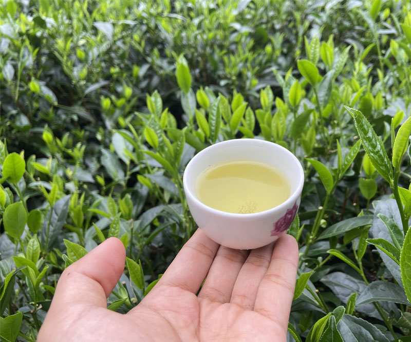 Chén trà Thái Nguyên có hương cốm non, màu nước xanh, vị tiền chát hậu ngọt