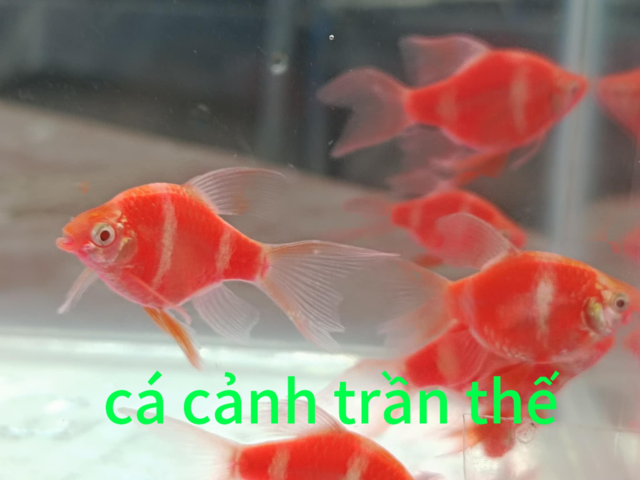 xecan đỏ vây dài ( combo 3con )  giá 150k free ship toàn quốc