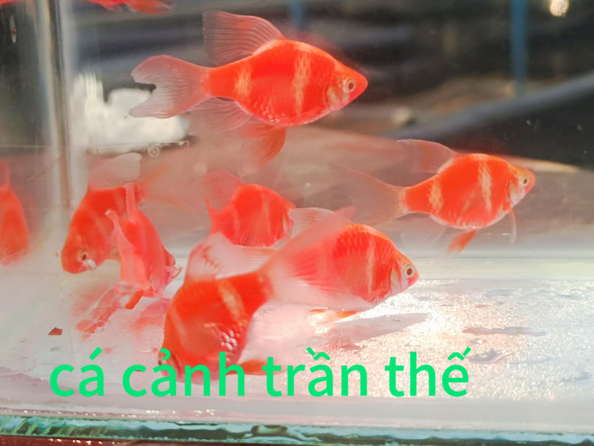 xecan đỏ vây dài ( combo 3con )  giá 150k free ship toàn quốc