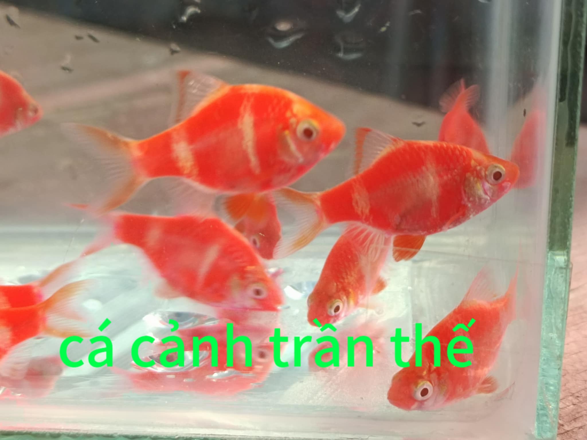 xecan đỏ vây dài ( combo 3con )  giá 150k free ship toàn quốc